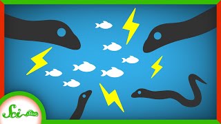 Electric Eels Bigger Than You Zap in PACKS [upl. by Atilrak]