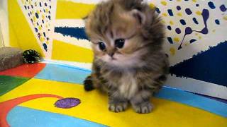 Cute Persian kittens the quotIquot Litter 1 of   71011 [upl. by Elleivap112]