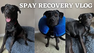 Getting Our Lab Puppy Fixed Spay Recovery Vlog amp What to Expect PostOp 🐶🐾 [upl. by Matazzoni303]