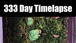 333 Day Timelapse Psychotria Viridis [upl. by Sosthena]