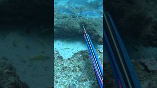 Spearfishing fishing spearfish woodenspeargun spearow spearo scubadiving spearolife ocean [upl. by Yrokcaz]