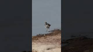 Killdeer at Jorden Lake in North Carolina wildlifephotograph wildlifephotoghraphy nature [upl. by Georgette]