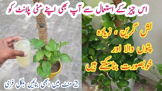 Money plant ki growth barhane ka tarika  Fertilizer for money plant  Money plant care [upl. by Basir]