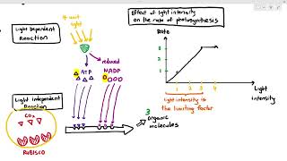 137 Limiting Factors in Photosynthesis Cambridge AS A Level Biology 9700 [upl. by Relly]