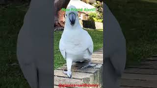 Curious Cockatoo Follows Me Everywhere cockatoo shorts birds wildlife parrot followme [upl. by Tad]