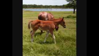 quarter horses for saleSR Instant Choice Quejanaisalena [upl. by Eboj468]