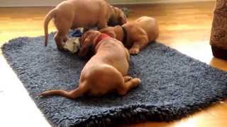 9 weeks Basset Fauve De Bretagne puppies [upl. by Amliw]