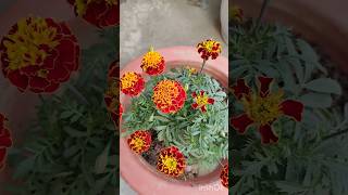 Repotting of two colours marigoldmarigold purelyplanted terracegraden winterfloweringplant [upl. by Gilmer610]