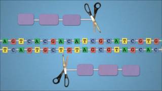 Method of the Year 2011 Geneediting nucleases  by Nature Video [upl. by Frydman989]