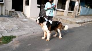 SAINT BERNARD BREEDERS IN BANGALORE [upl. by Aihseyk]