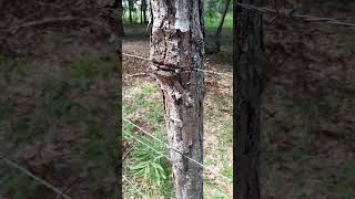 Tree fence nature fencing trees [upl. by Dewees514]