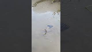 Anhinga Slithers Through the Mud in Pursuit of Fish [upl. by Obola]