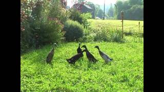 LaufentenIndian Runner Ducks im Garten meiner Tochter [upl. by Anibur]