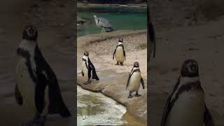 Penguins at the Seashore shortsNaturesoothingbirdsbeachbirdsrelaxsoothing [upl. by Alano]