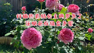 扦插的肯特公主两岁多了，还蜗居在绿盒子里｜David Austin Rose Princess Alexandra of Kent [upl. by Marilyn]