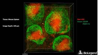 3D IHC Mouse spleen  CD3 CD169 Siglec1 [upl. by Allebara]