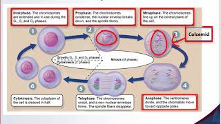 Cytogenetics Lecture [upl. by Aramaj]