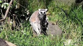 Ring Tailed Lemur [upl. by Gwennie873]