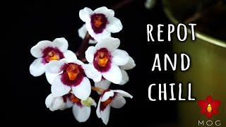 Sarcochilus Orchid Repot and Chill [upl. by Suivart]