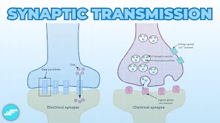 Synapses Transmission Electrical amp Chemical  Neurology [upl. by Carroll]