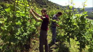 WACHAU  Land am Strome  Valley of Golden Magic [upl. by Eveline933]