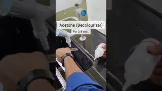 Gram staining procedure microbiology bacteria viralvideo trending [upl. by Gauldin]