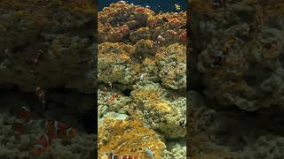 Maroon clownfish and ocellaris clownfish [upl. by Viole683]