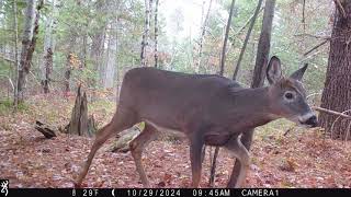 OCTOBER 2024 GAME CAMERAS [upl. by Swann]