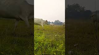 Kango forest 😱😱😱 forest amazingfacts animals ytshorts shortsfeed amazon nature beargrylls [upl. by Nylyoj]