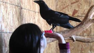 Meet Jet the talking crow [upl. by Cross]