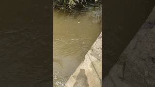 Fishing rod catching fish short fishingrod fishing [upl. by Notna]