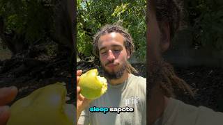 Mexican Apple Casimiroa White Sapote food education sweet fruit [upl. by Sille]