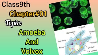 Amoeba and volvox unicellular organisms class 9th biology lecture Sindh textstudy skills [upl. by Yelkrab]