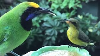 Hand feeding Birds  Sunbird Golden fronted Leafbird [upl. by Enytsuj]