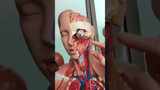 Carotid arteries anatomy [upl. by Atteuqnas]