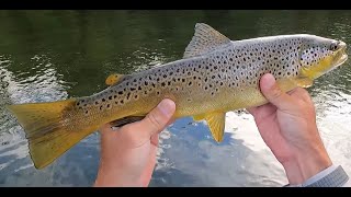 INCREDIBLE Dry Fly Fishing on Delawares West Branch quotBEING AT THE RIGHT PLACE AT THE RIGHT TIMEquot [upl. by Chilton]