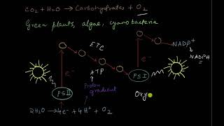 Anoxygenic photosynthesis  Photosynthesis in higher plants  Biology  Khan Academy [upl. by Ahseenak172]