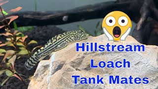 Hillstream Loach Tank Mates [upl. by Thibaut]