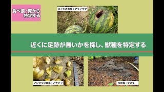 中小型獣の捕獲のポイント 捕獲の手順①加害動物をつきとめる [upl. by Minerva308]