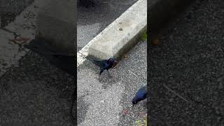 Greattailed Grackle in Savannah A Stunning Bird in Action 🦜✨ [upl. by Melisa]