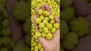 Farm fresh gooseberry👌🌿☺️ To order our farm fresh products kindly click the link in our bio👍farm👍 [upl. by Ozner]