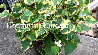 London Gardening  Houttuynia Cordata Feature [upl. by Radu276]