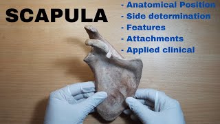 Scapula Anatomy  Bone Demonstration  Features and Attachments  Bones of Upper Limb [upl. by Labors585]