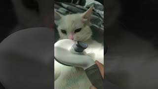 Tüy temizleme asmr Misha 😺 [upl. by Mcgrath]