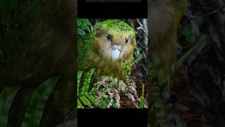 Kakapo The Parrot That Defies Evolution shorts [upl. by Zulch]