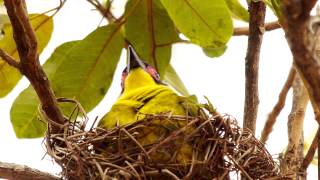 Australasian Figbird Sphecotheres flaviventris ♂ in a Nest  Australischer Feigenpirol im Nest 1 [upl. by Nileuqaj]