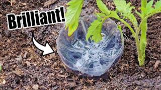 Top 10 Free Vegetable Gardening Hacks [upl. by Hoj]