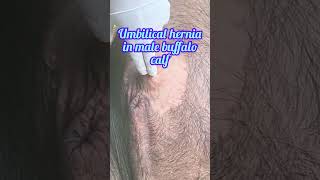 Diagnosis of umbilical hernia in calf l dr Umar khan [upl. by Allekram234]