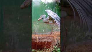 Shoebill Stork flying [upl. by Alesiram]