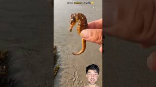 sea horse life save humanity emotional seaanimals [upl. by Einwahr]